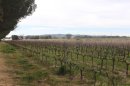 Vignes de Miramar